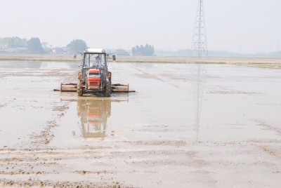 しろかき(代かき) 5月初旬