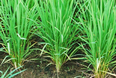 疎植　6月中旬