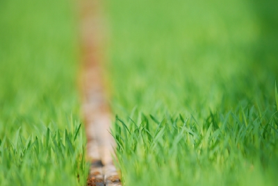 苗が育ってきました 4月20日前後