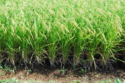 穂揃い 8月下旬